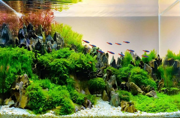 Inspiring Aquascaping Design Ideas