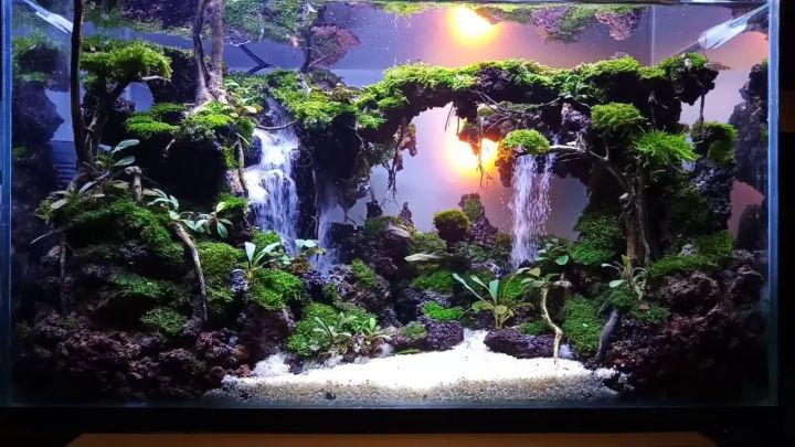 Top Aquascaping Maintenance Tips For A Healthy