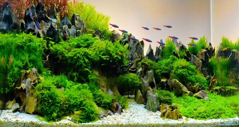 Creative Small Aquascaping Projects