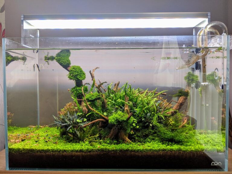 Low Light Aquascape Plants