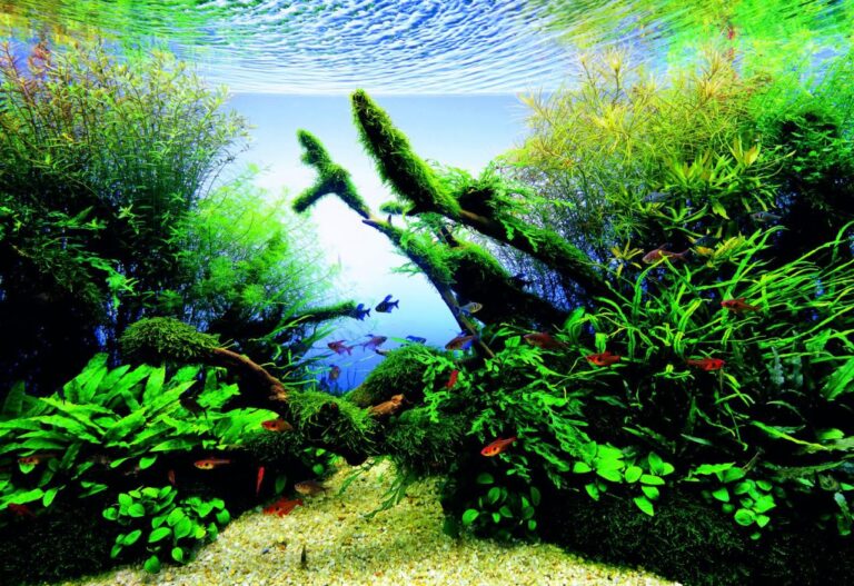 Optimal Lighting For A Healthy Aquascape