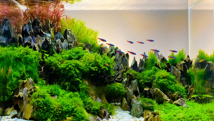 Top 10 Fish for a Vibrant Aquascape: A Guide to Stunning Underwater Ecosystems