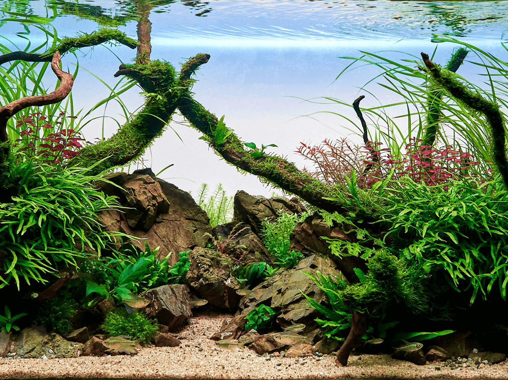A Comprehensive Guide to Building an Enchanting Aquascape