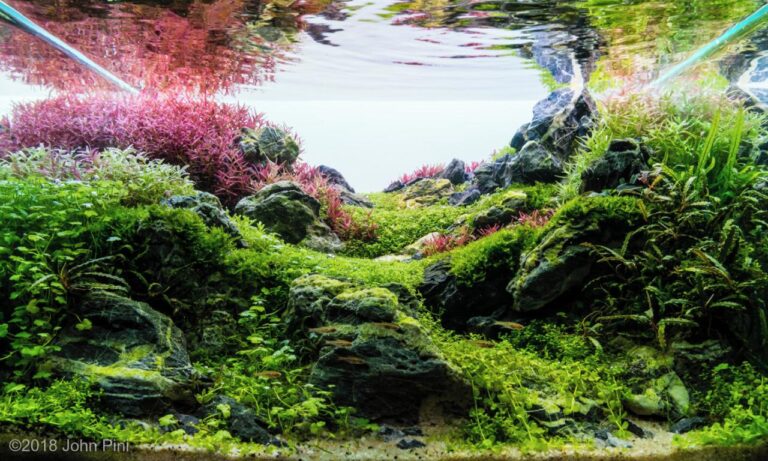 Winning Techniques for Aquascaping Competitions