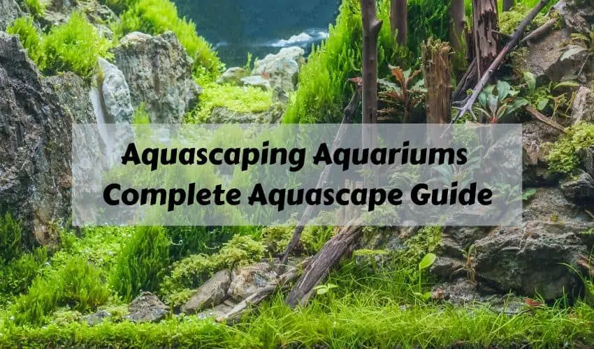 A Comprehensive Guide to Building an Enchanting Aquascape