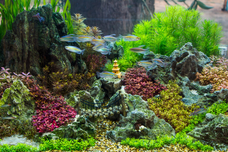 Space-Saving Aquascaping Ideas for Your Home