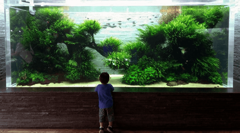 A Comprehensive Guide to Building an Enchanting Aquascape