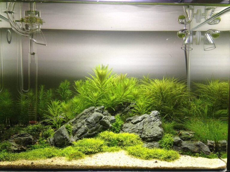 The Latest Trends in Aquascaping: What's Hot