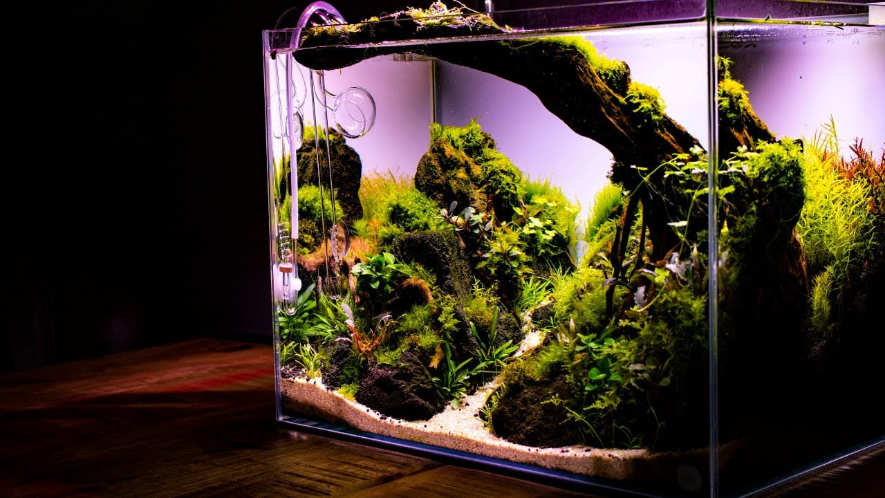 A Comprehensive Guide to Building an Enchanting Aquascape