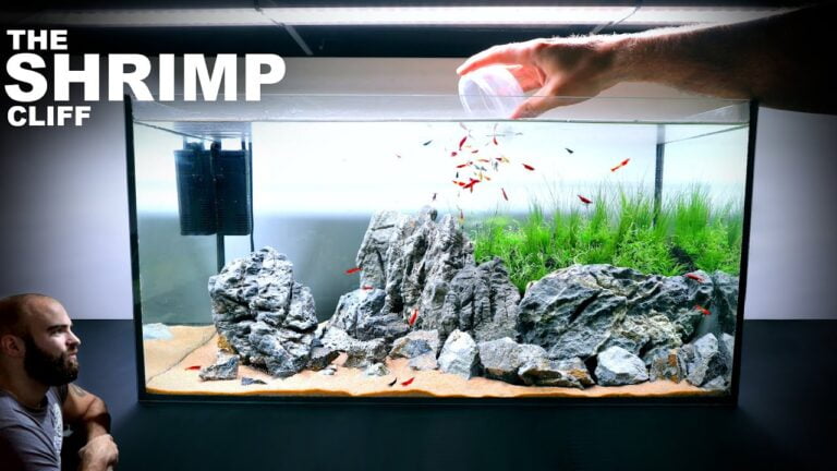 Adding Shrimp to Your Aquascape: A Comprehensive Guide