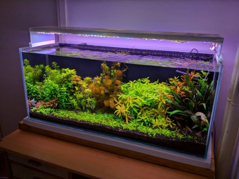 How To Personalize Your Aquascape Lighting Options