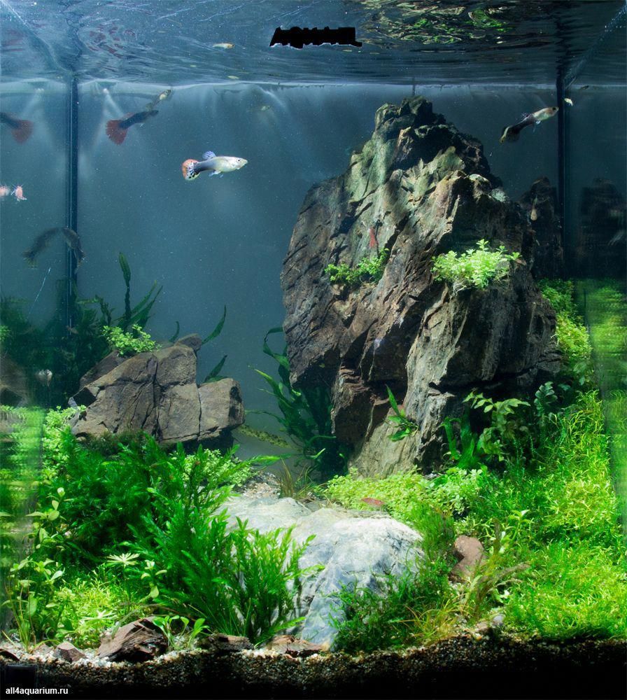 Aquascape Water Parameters: Tips For High Bioload Tanks Aquascape Water Parameters: Tips For High Bioload Tanks