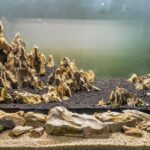 Aquascape Substrate Choices For Community Tanks