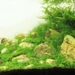 Aquascape Fish Compatibility For A Balanced Color Palette
