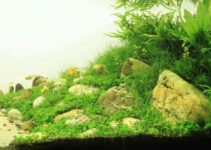 Aquascape Fish Compatibility For A Balanced Color Palette