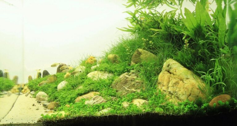 Aquascape Fish Compatibility For A Balanced Color Palette