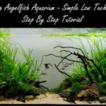 DIY Aquascape Filter Systems: A Step-by-Step Guide