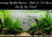 DIY Aquascape Filter Systems: A Step-by-Step Guide