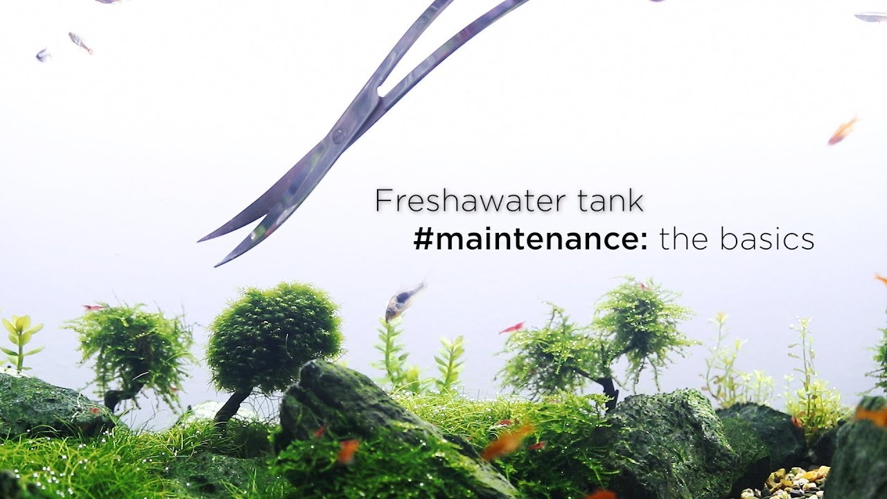 Aquascape Water Parameters: Tips For High Bioload Tanks Aquascape Water Parameters: Tips For High Bioload Tanks