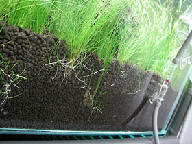 Aquascape Substrate Choices For Community Tanks Aquascape Substrate Choices For Community Tanks