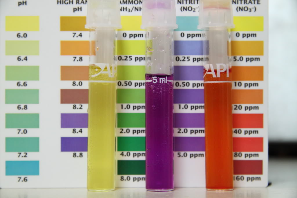 Aquascape Water Parameters: Tips For High Bioload Tanks Aquascape Water Parameters: Tips For High Bioload Tanks