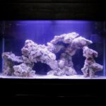 Aquascape Maintenance Tips For Saltwater Tanks
