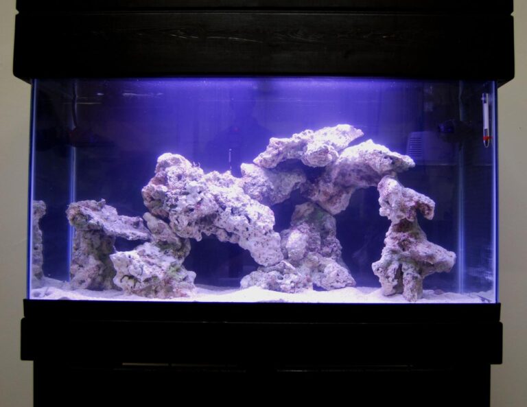 Aquascape Maintenance Tips For Saltwater Tanks
