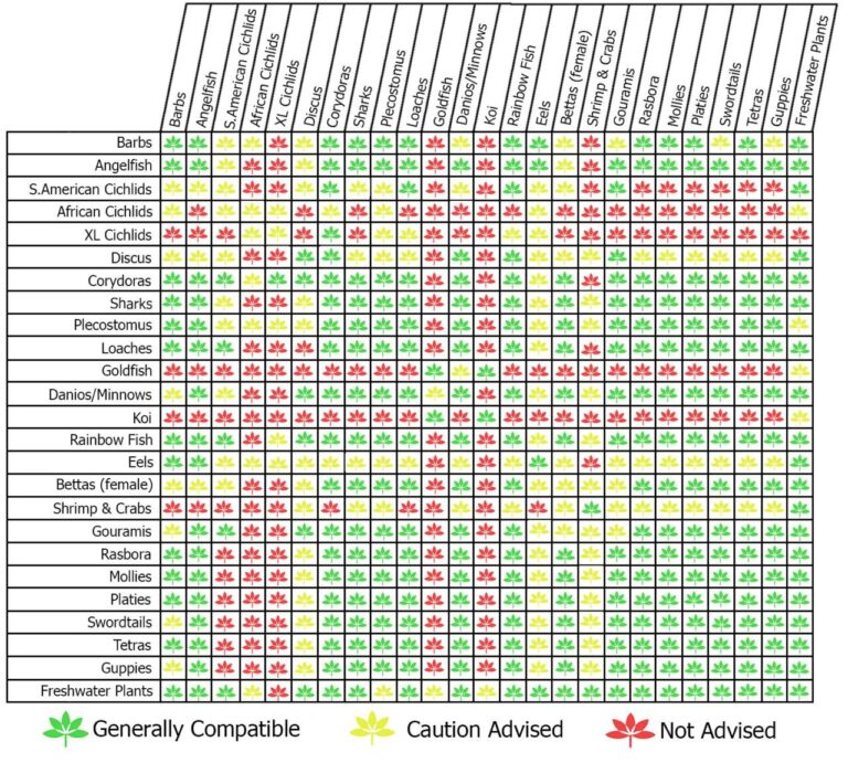 Comprehensive Guide To Aquascape Fish Compatibility