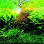 Aquascape Lighting Options For Healing Environments